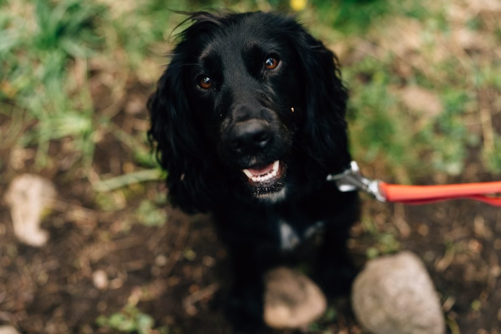 Dog friendly group accommodation in Glencoe